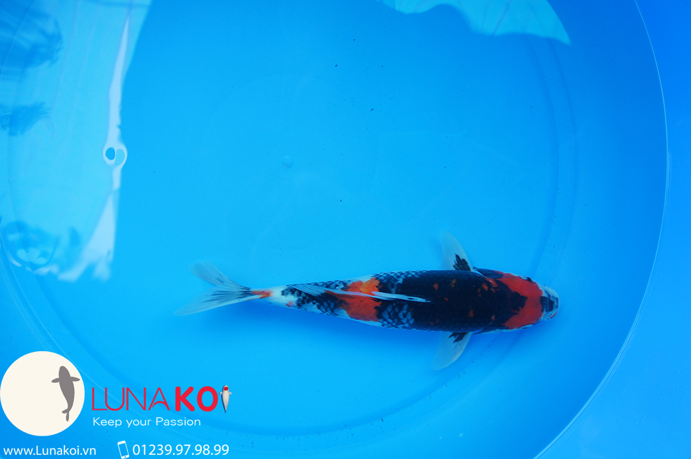 Cá chép Koi trại Niigata
