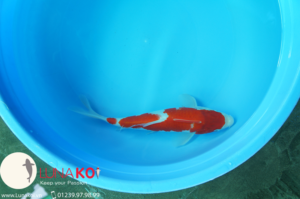 Cá chép Koi Nhật Bản trang trại cá chép Nhật Cần Thơ