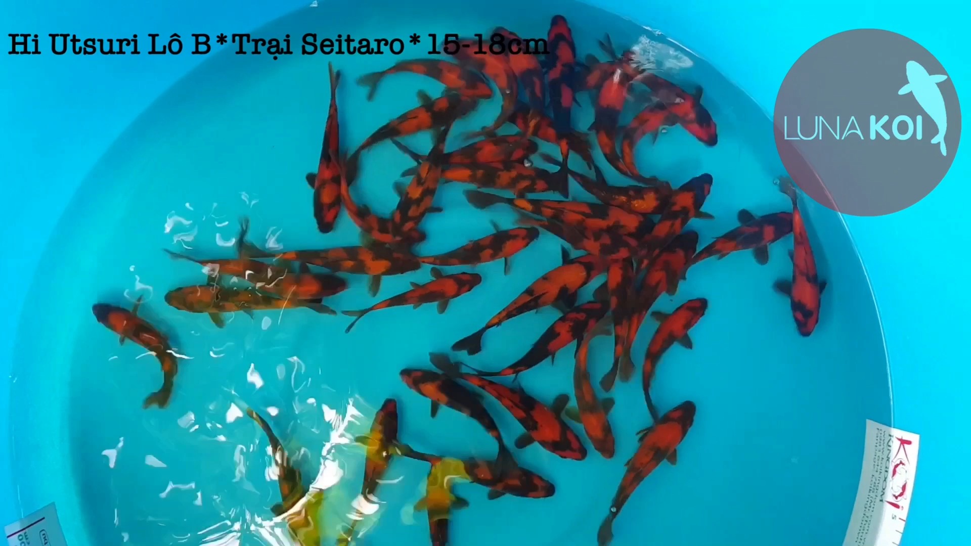 Lô cá Koi Tosai High Quality nhập khẩu Nhật Bản