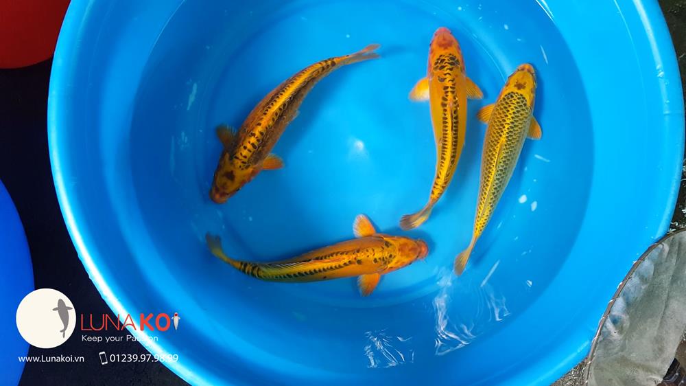 www.123nhanh.com: Mở Bán Lô Cá Koi F1 Tuyển Chọn, Chất Lượng Cao