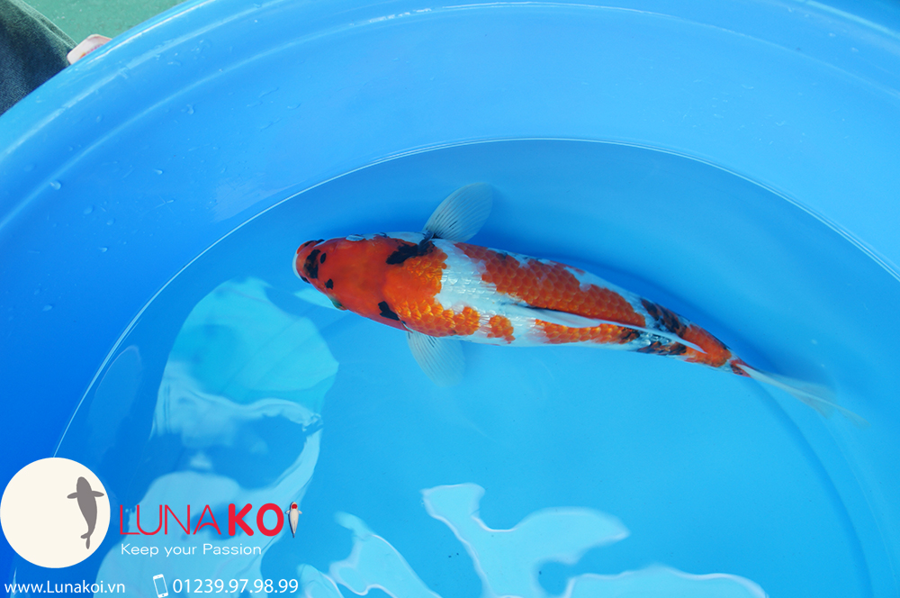 Cá chép Nhật Koi Cần Thơ