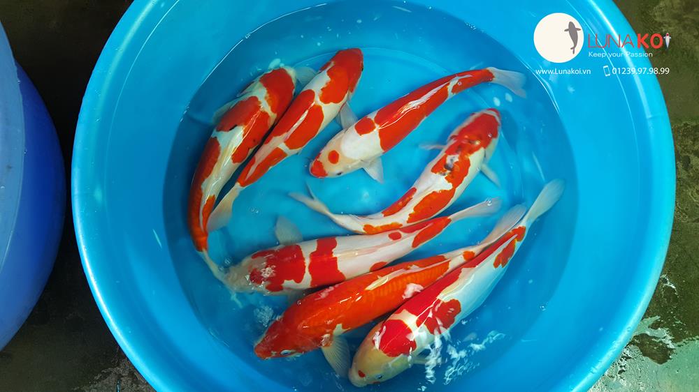 www.123nhanh.com: Mở Bán Lô Cá Koi F1 Tuyển Chọn, Chất Lượng Cao