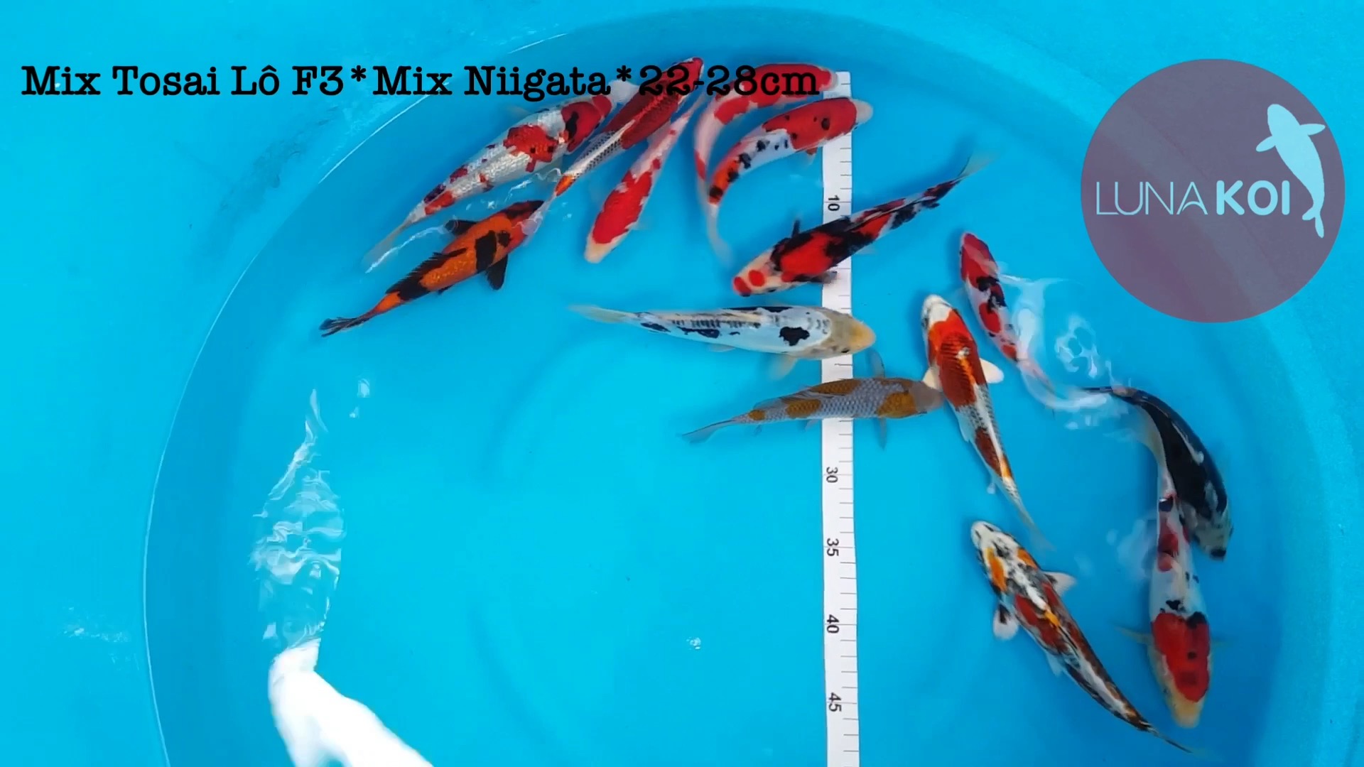 Lô cá Koi Tosai High Quality nhập khẩu Nhật Bản
