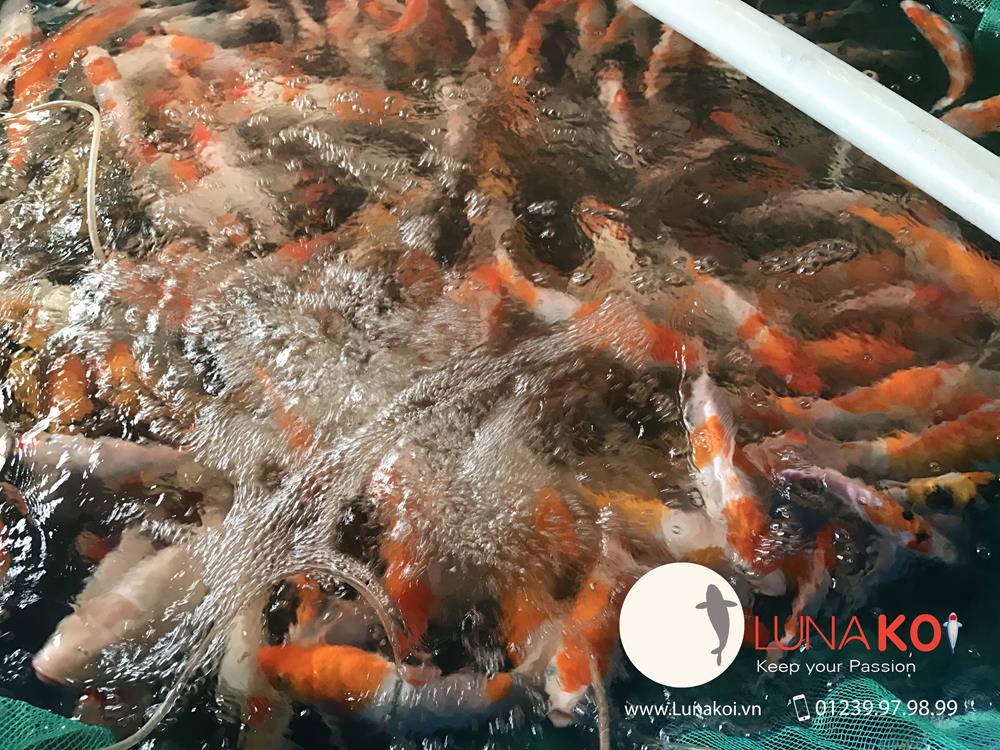 Luna Koi Farm - Hơn 1000 em Koi F1 Luna Koi Farm được thu hoạch phục v - 1