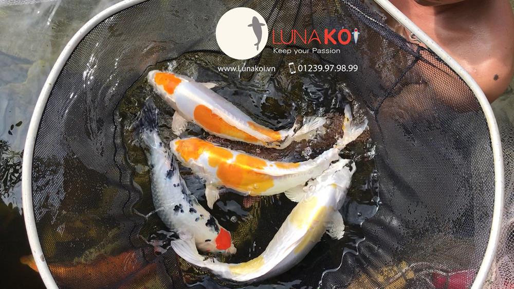 Luna Koi Farm - Hơn 1000 em Koi F1 Luna Koi Farm được thu hoạch phục v - 4