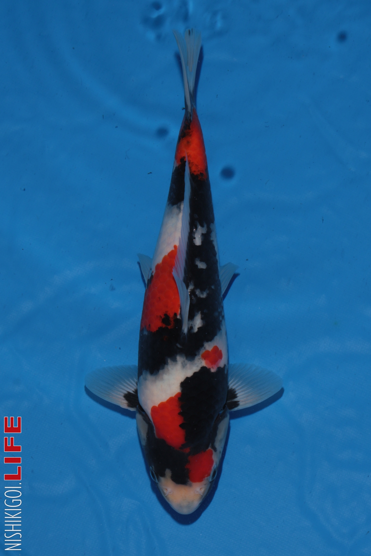 cá koi show