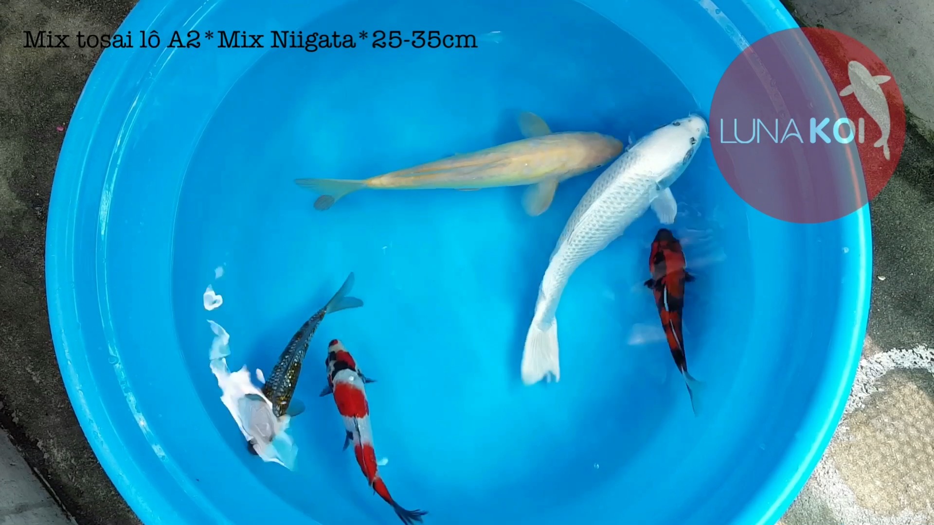 Lô cá Koi Tosai High Quality nhập khẩu Nhật Bản