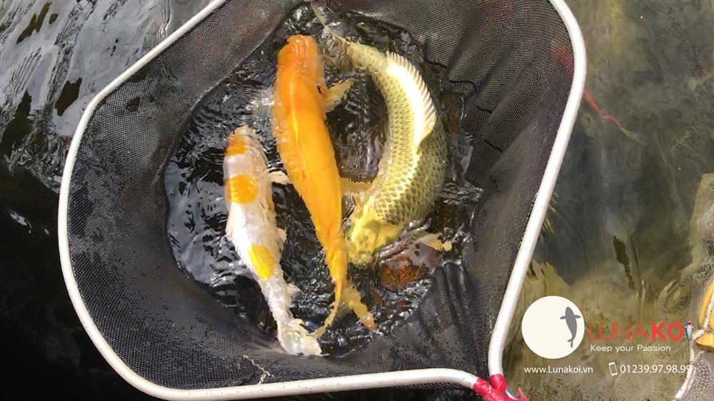 Luna Koi Farm - Hơn 1000 em Koi F1 Luna Koi Farm được thu hoạch phục v - 3