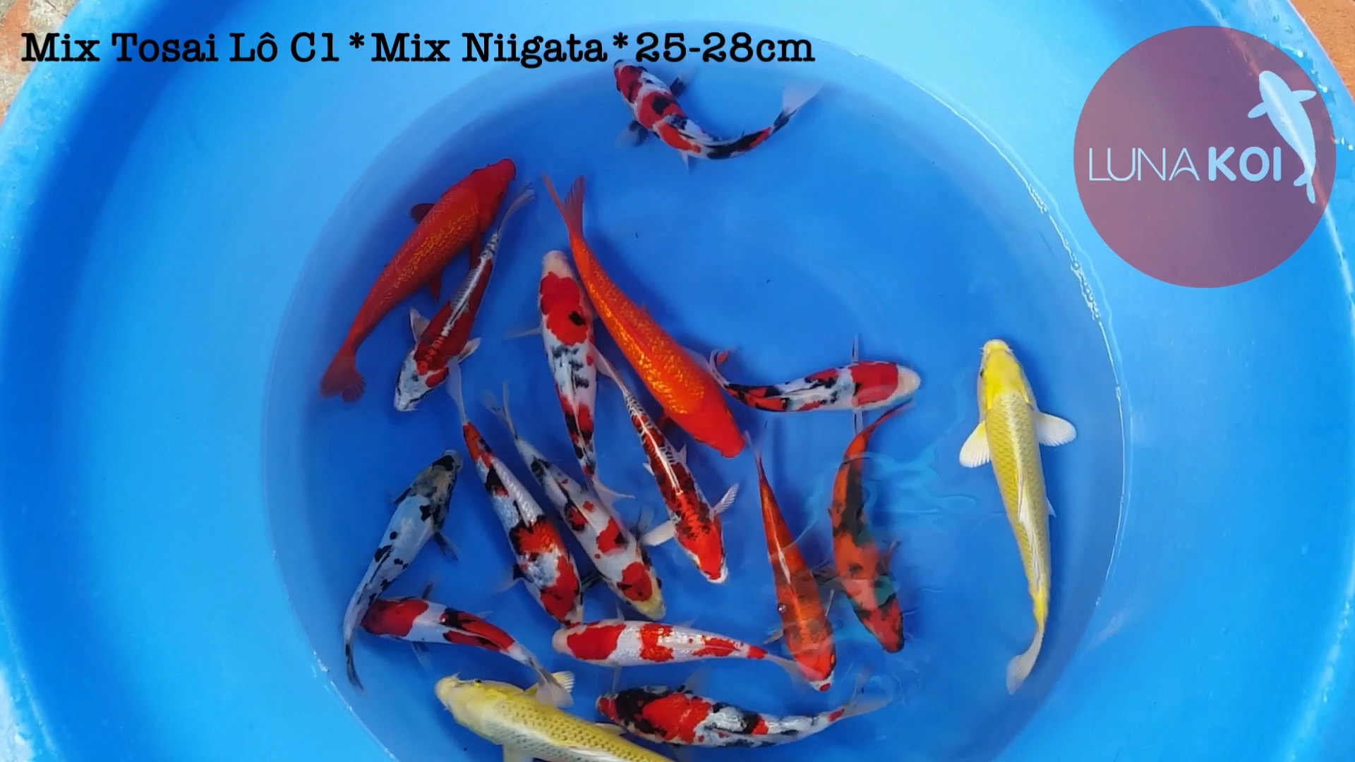 Lô cá Koi Tosai High Quality nhập khẩu Nhật Bản
