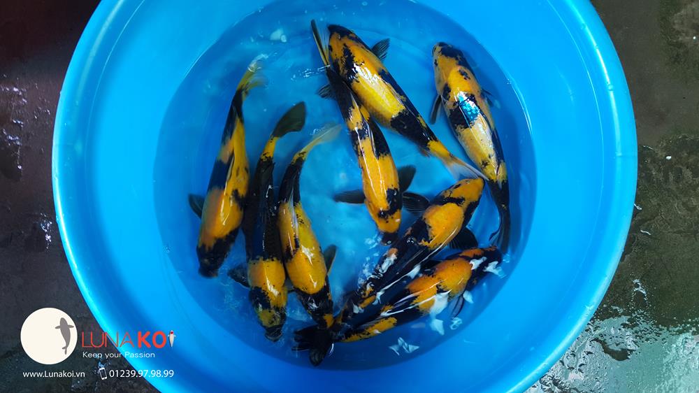 www.123nhanh.com: Mở Bán Lô Cá Koi F1 Tuyển Chọn, Chất Lượng Cao