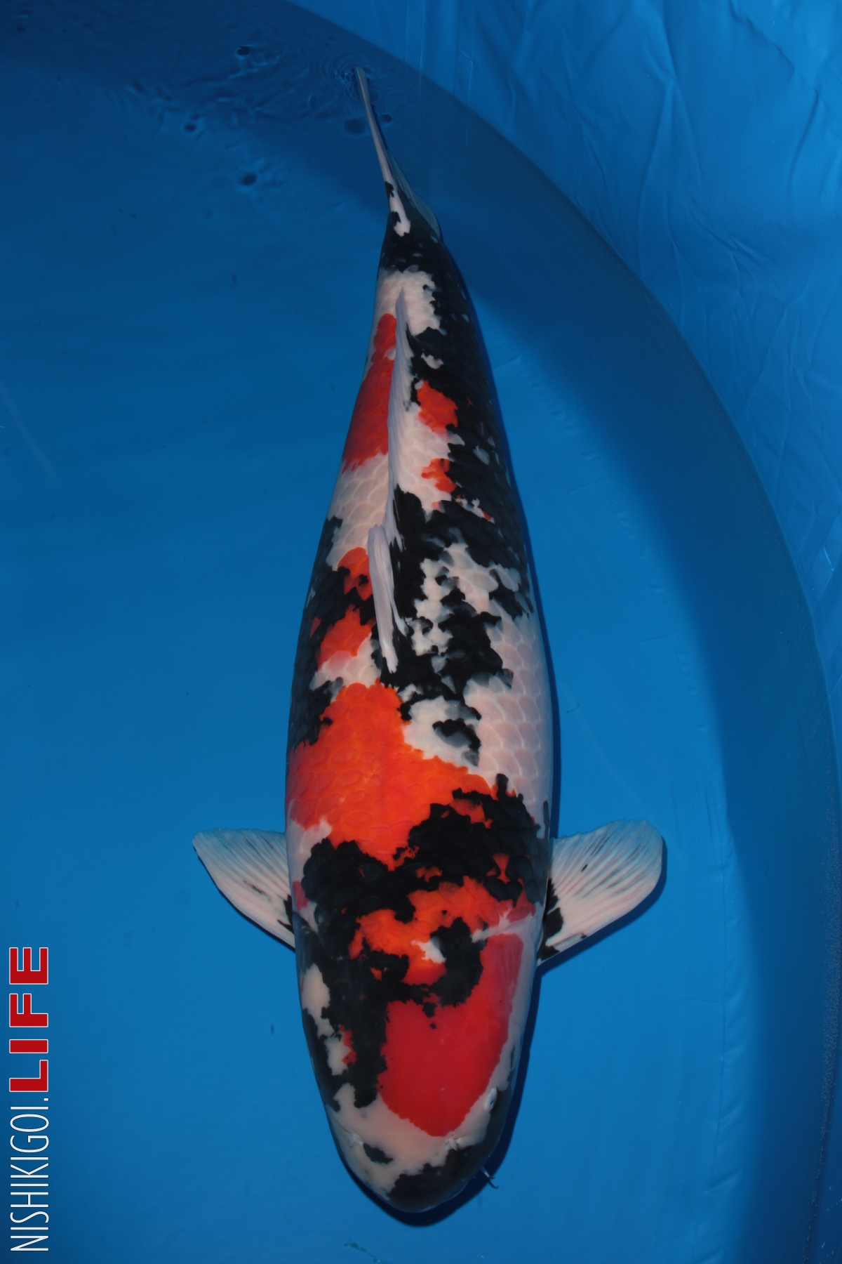 All Japan Koi Show 2018