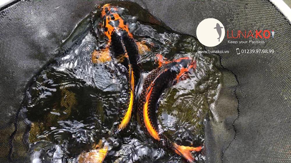 Luna Koi Farm - Hơn 1000 em Koi F1 Luna Koi Farm được thu hoạch phục v - 2