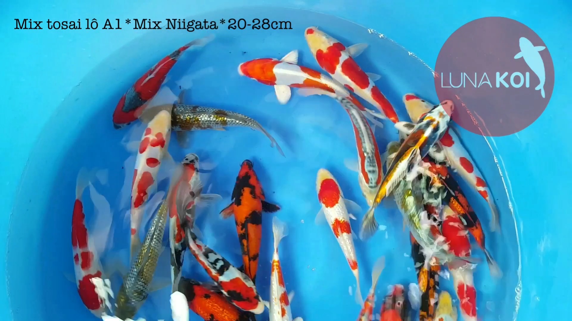 Lô cá Koi Tosai High Quality nhập khẩu Nhật Bản
