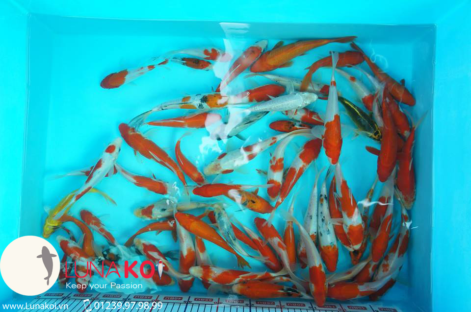 cá chép Koi Đà Nẵng