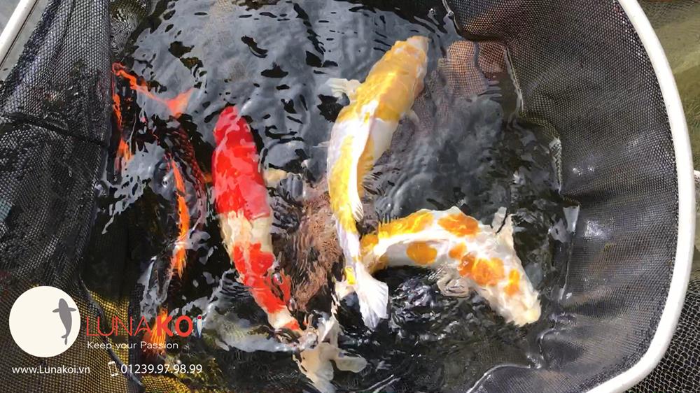 Luna Koi Farm - Hơn 1000 em Koi F1 Luna Koi Farm được thu hoạch phục v - 6