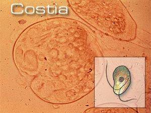 Costia