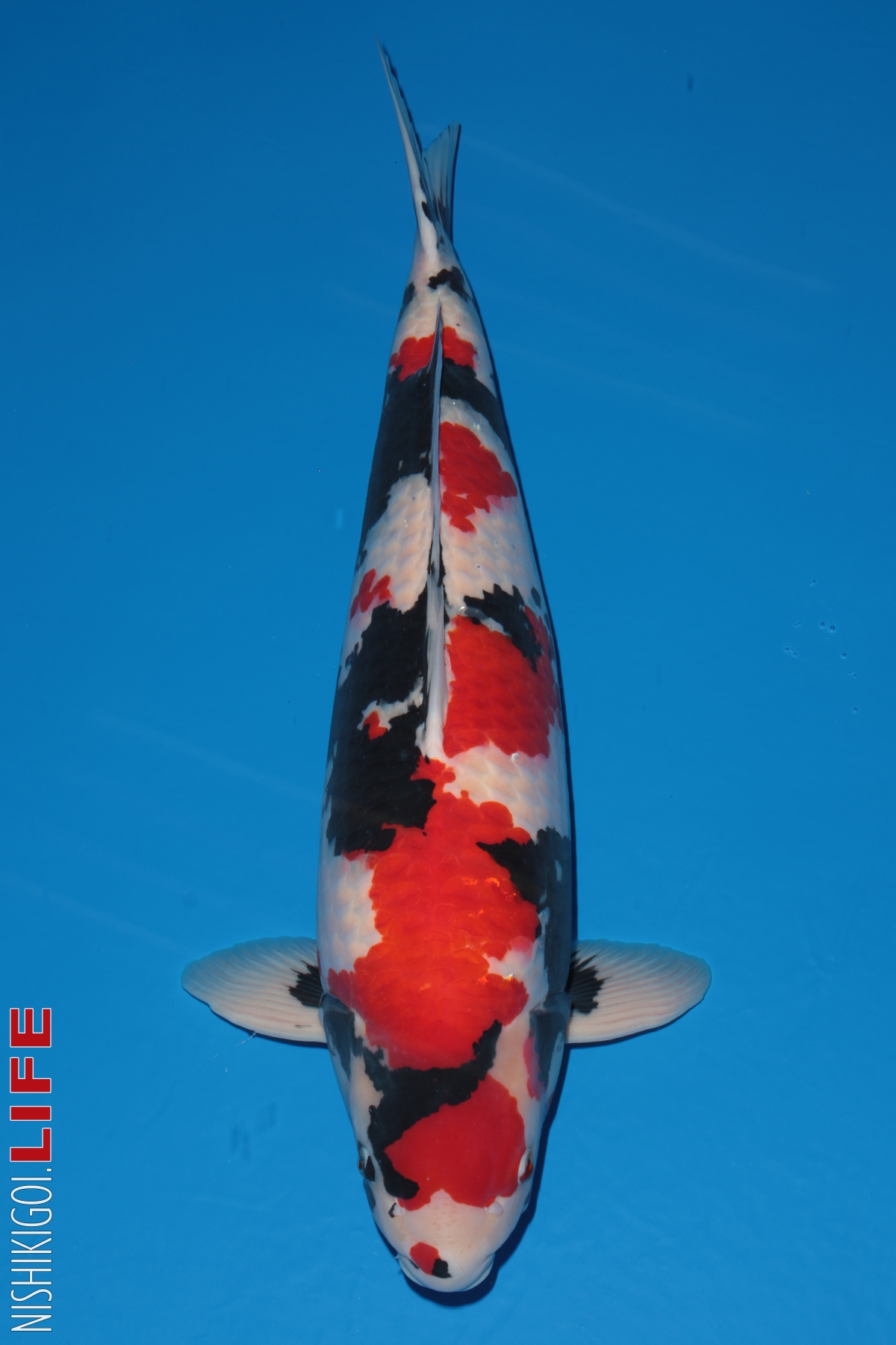 All Japan Koi Show 2018