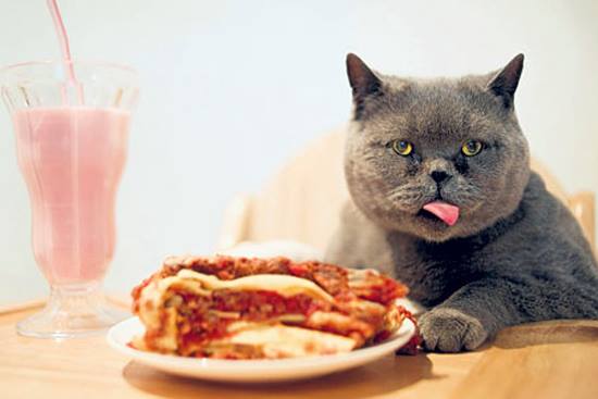 động vật ăn thit gay stress cho ca koi