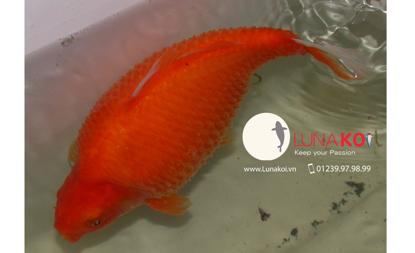 dropsy cá koi