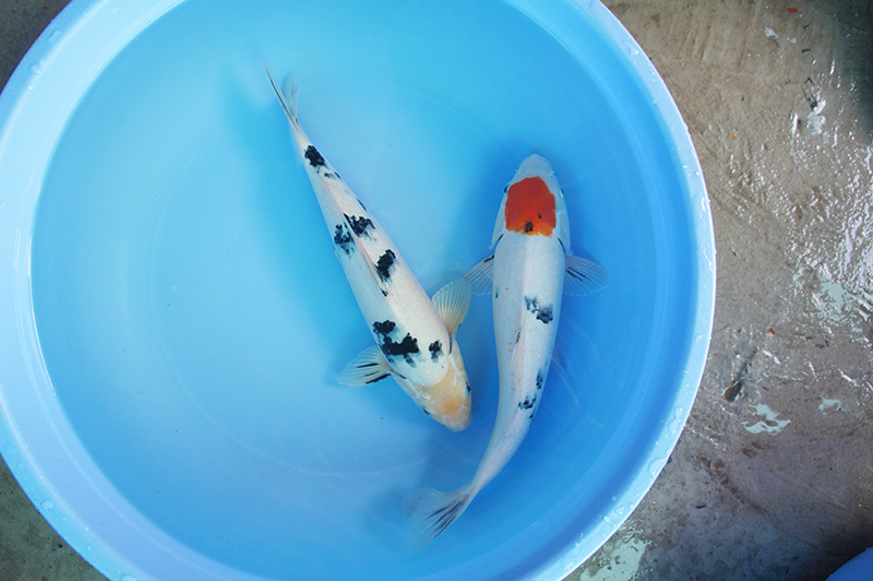 Luna Koi Farm