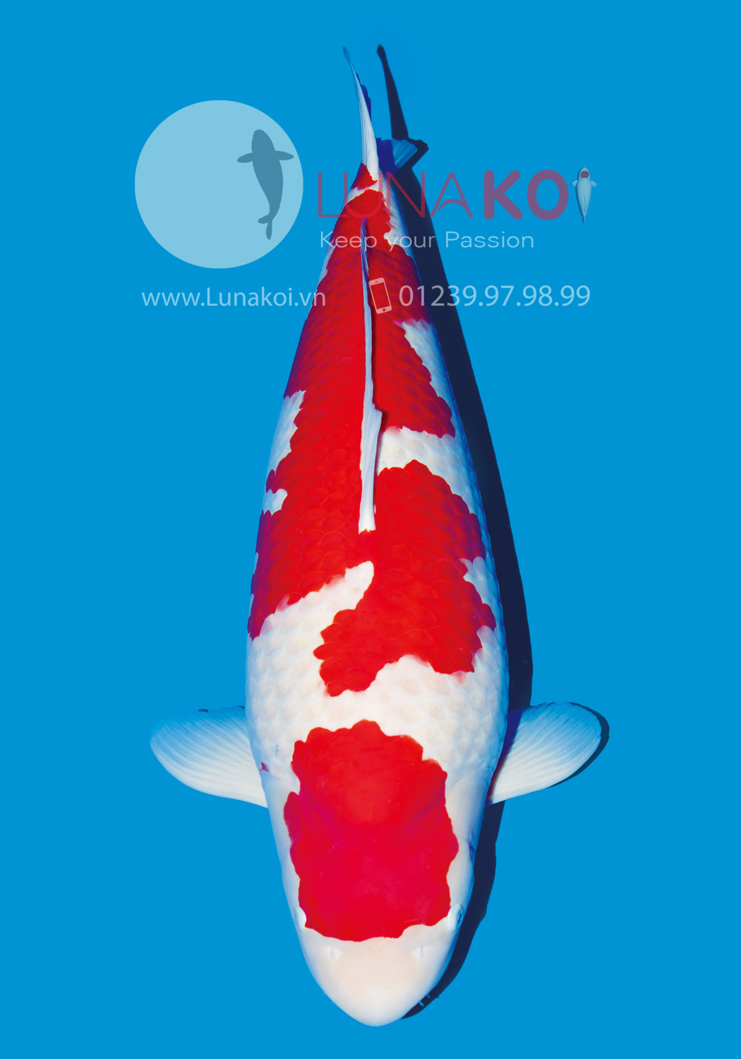 All Japan Koi Show 2015