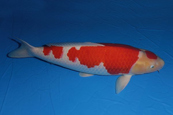 Hội thi cá Koi