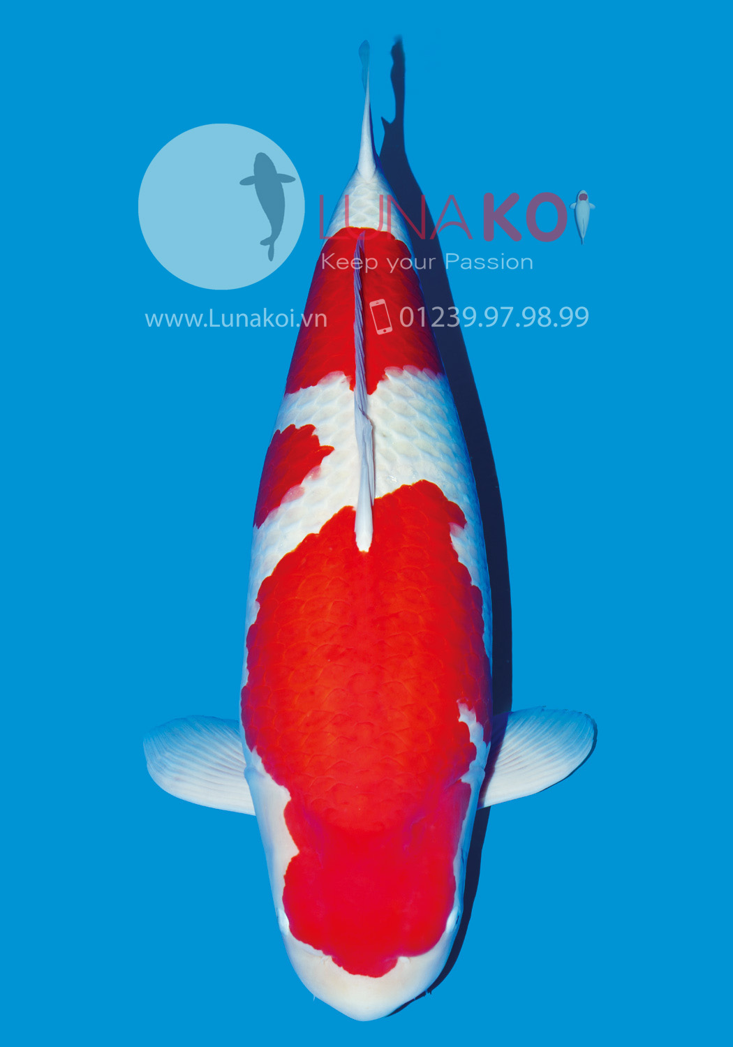 All Japan Koi Show 2015