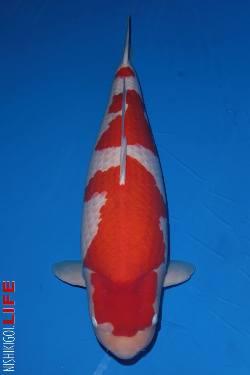 Hướng dẫn lựa chọn một chú cá Koi Kohaku đẹp theo chia sẻ chuyên ...