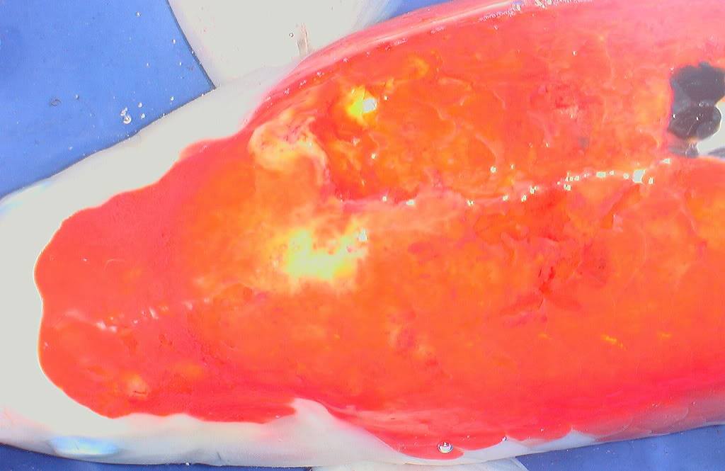 tổn thương vùng da đỏ ở cá Koi