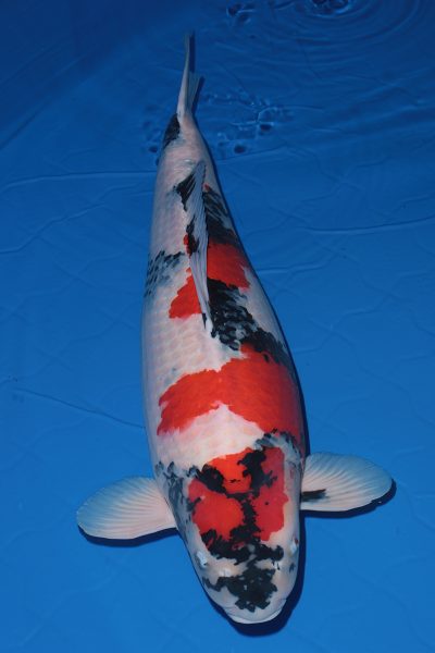 Hội thi cá Koi