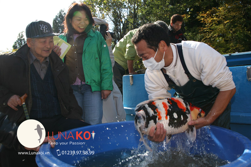 Cá koi khổng lồ