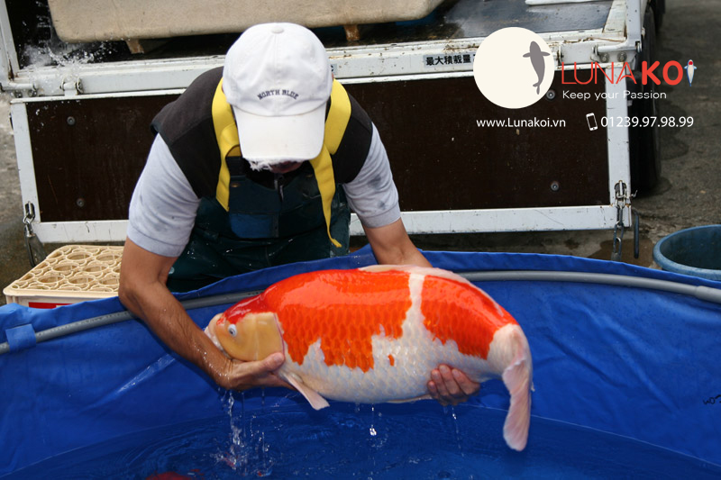 Cá koi khổng lồ