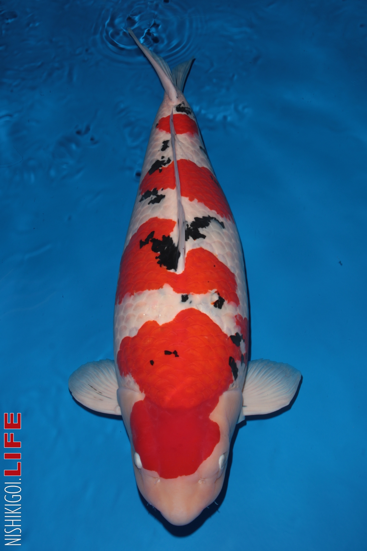 All Japan Koi Show 2018