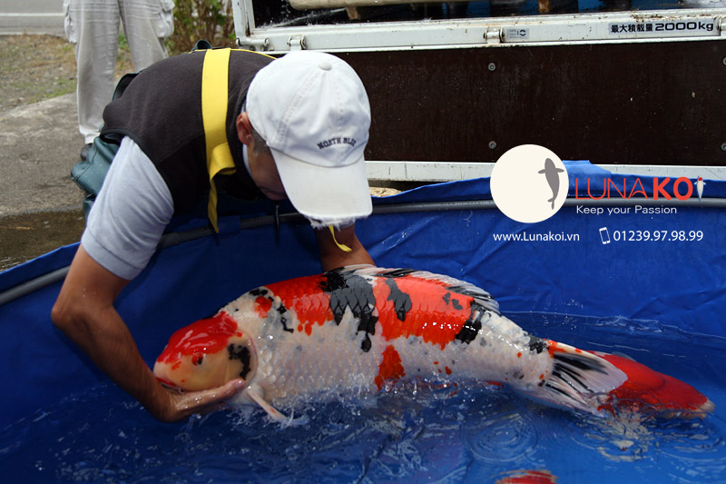 Cá koi khổng lồ