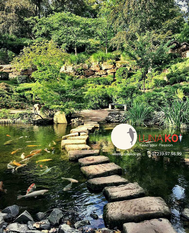 Hồ cá Koi đẹp