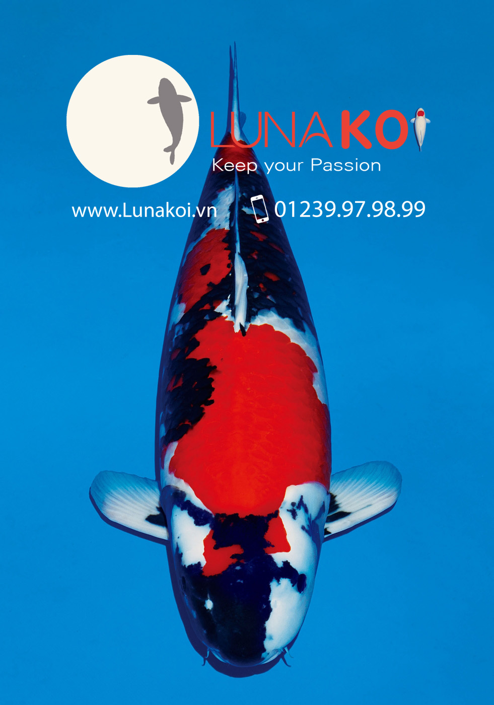 Lion Queen Momotaro Koi Farm