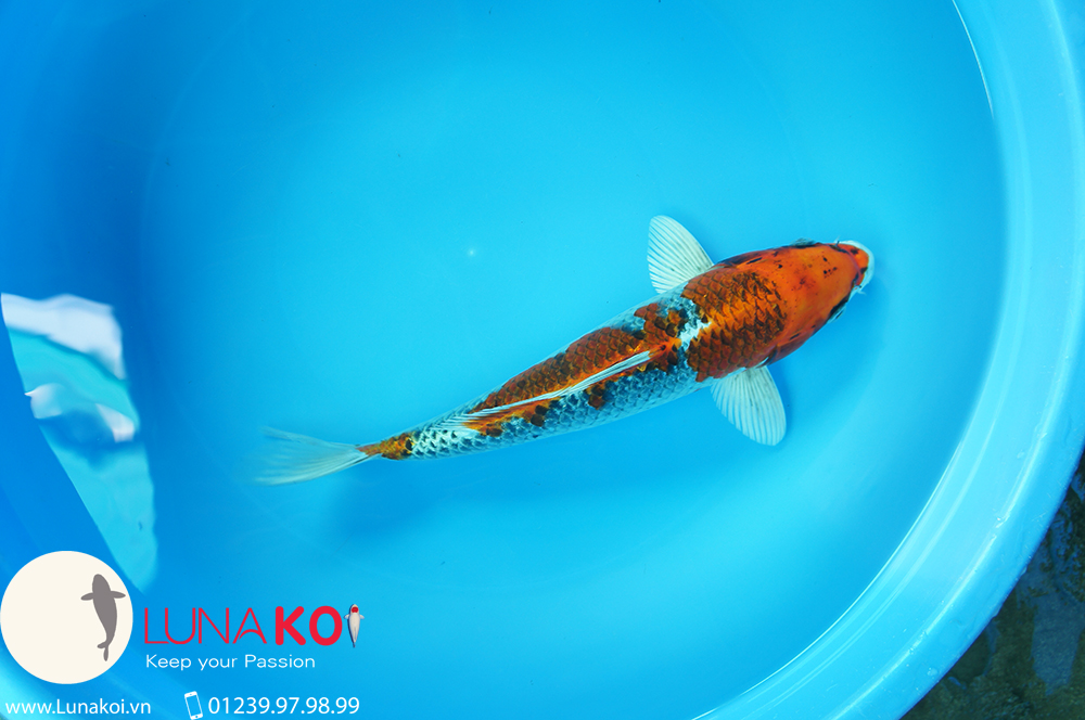 Lô cá chép Nhật chất lương cao