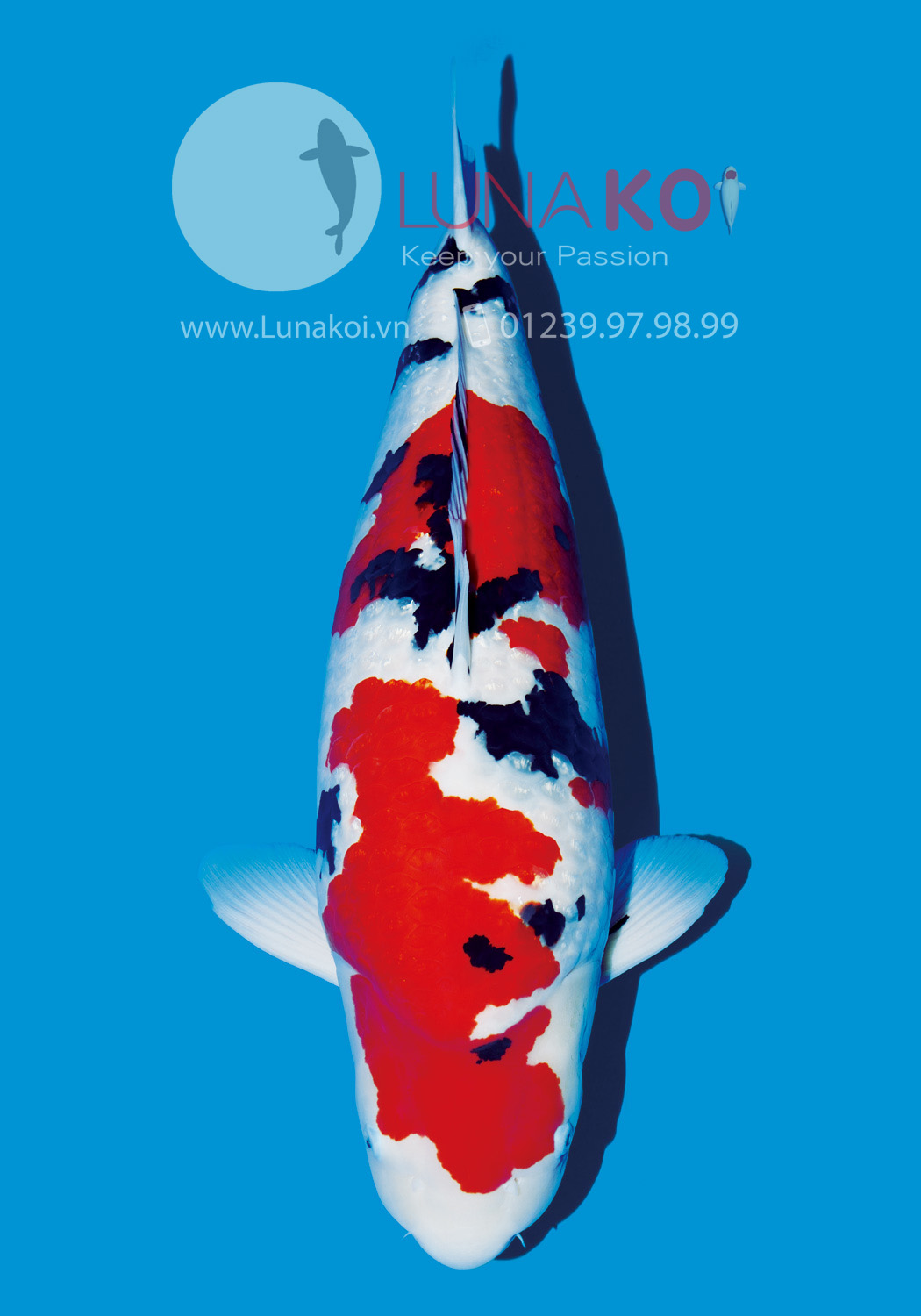 All Japan Koi Show 2015