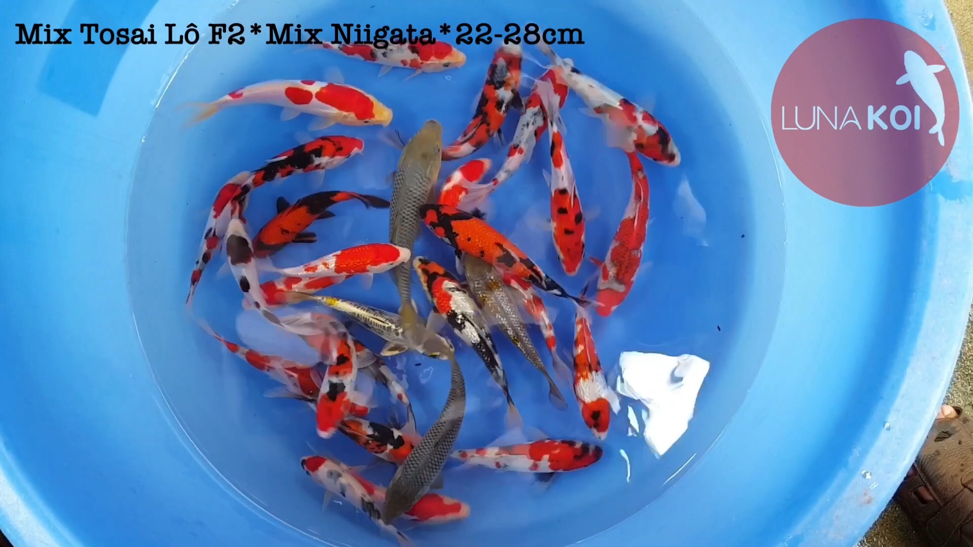 Lô cá Koi Tosai High Quality nhập khẩu Nhật Bản
