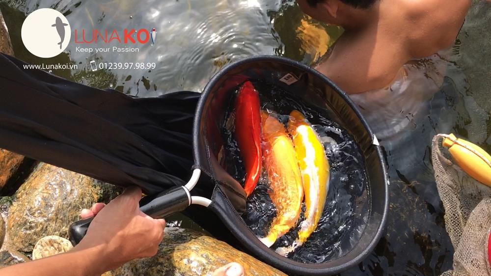 Luna Koi Farm - Hơn 1000 em Koi F1 Luna Koi Farm được thu hoạch phục v - 7