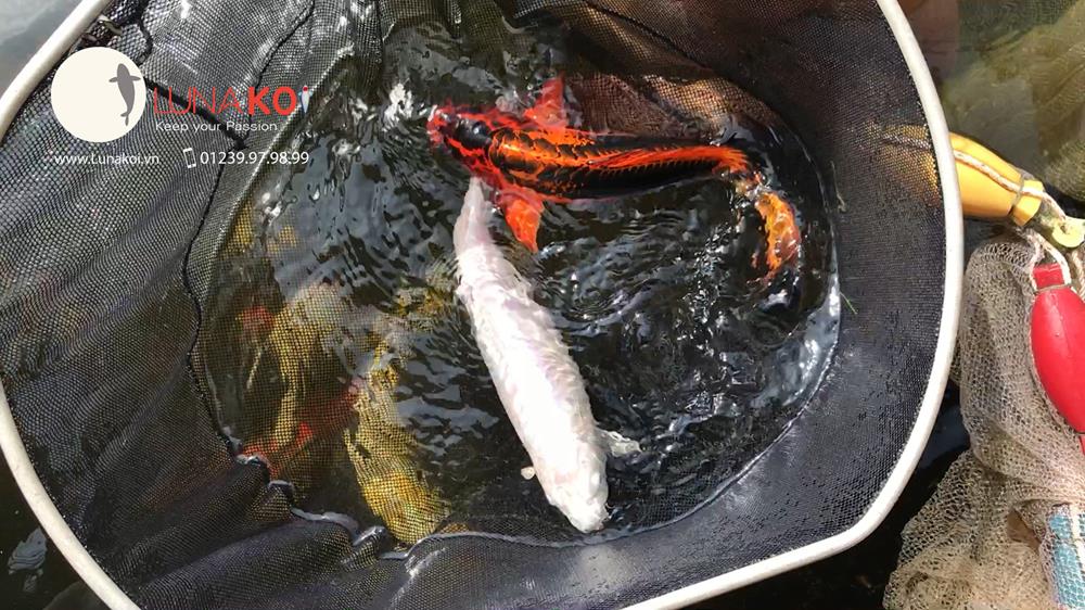 Luna Koi Farm - Hơn 1000 em Koi F1 Luna Koi Farm được thu hoạch phục v - 8