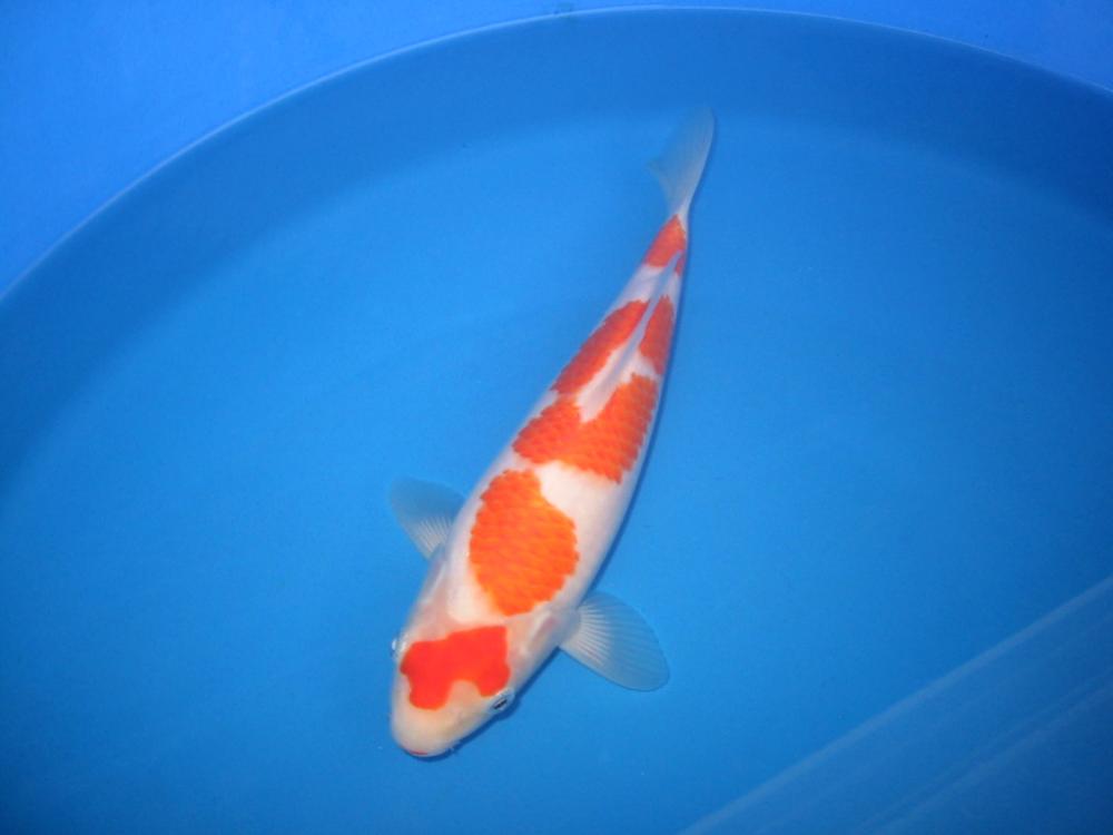 cá koi