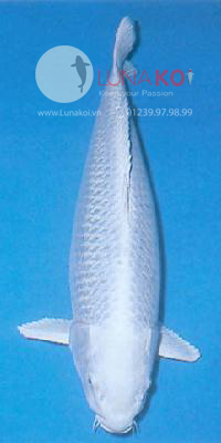 Platinum Ogon Koi