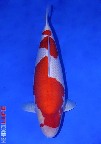 All Indonesia Koi Show 2016