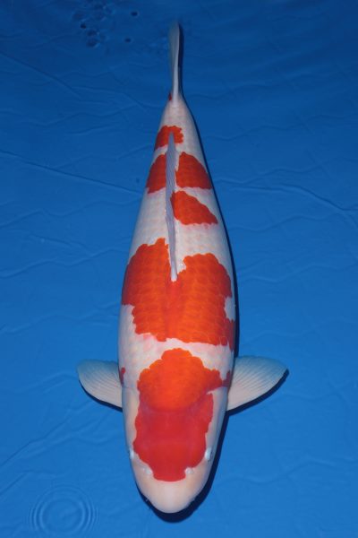 Hội thi cá Koi