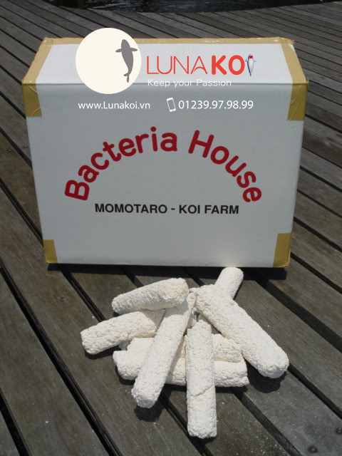 Bacteria House Momotaro
