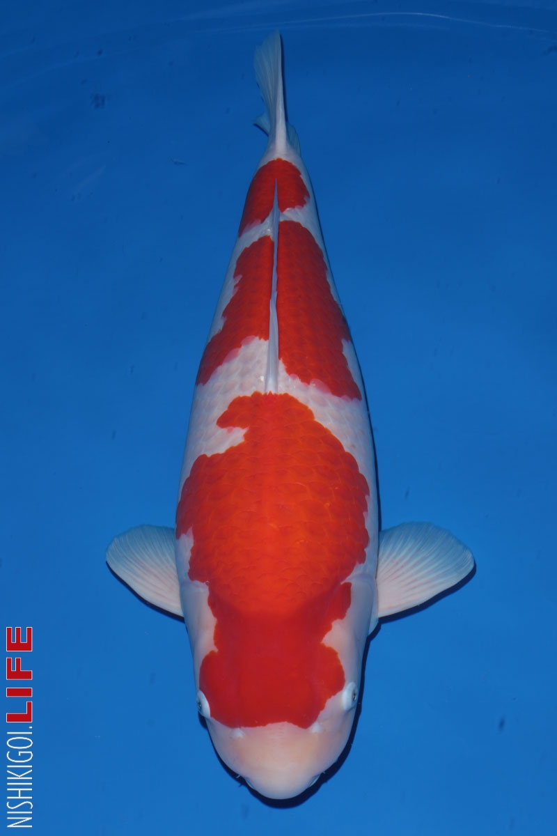 All Japan Koi Show 2017