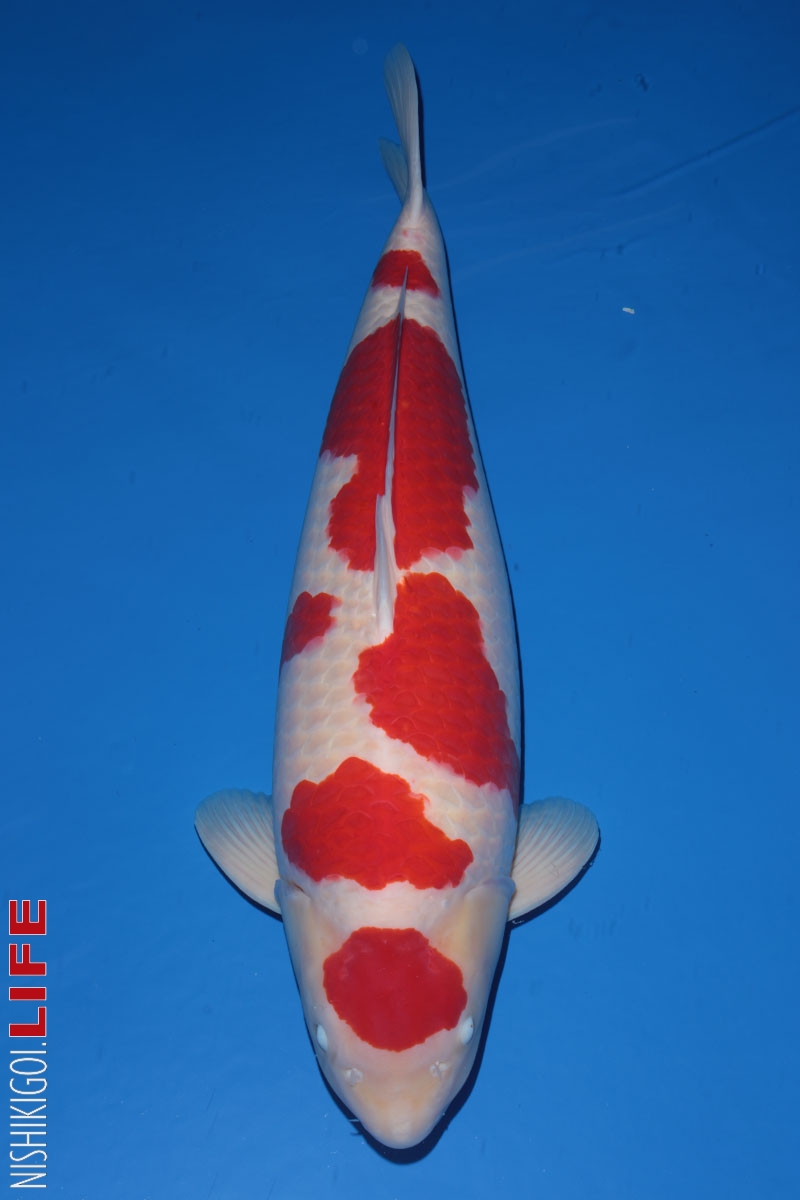 All Japan Koi Show 2017