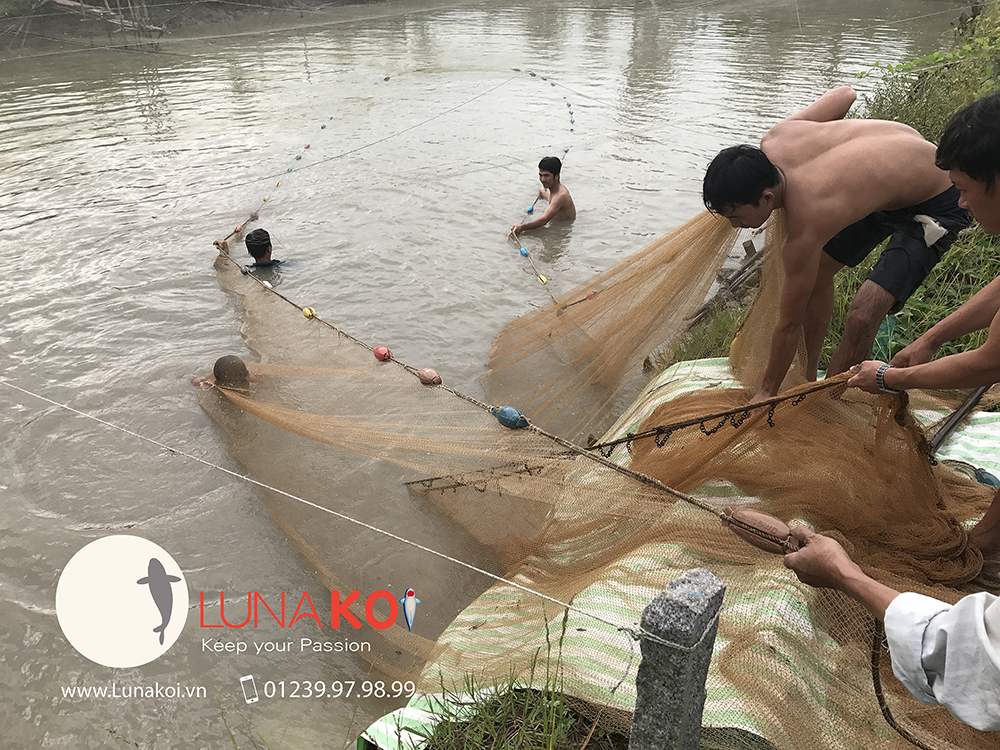 Luna Koi Farm - Hơn 1000 em Koi F1 Luna Koi Farm được thu hoạch phục v