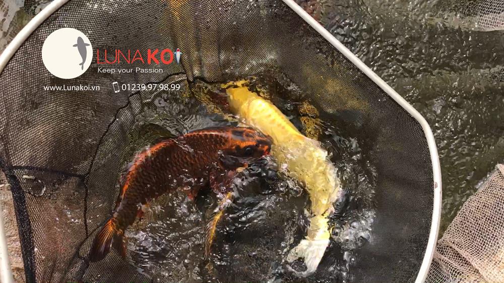 Luna Koi Farm - Hơn 1000 em Koi F1 Luna Koi Farm được thu hoạch phục v - 9
